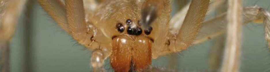 aranas_que_esnifan_gasolina