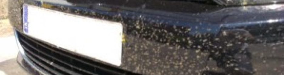 como_limpiar_los_mosquitos_del_coche