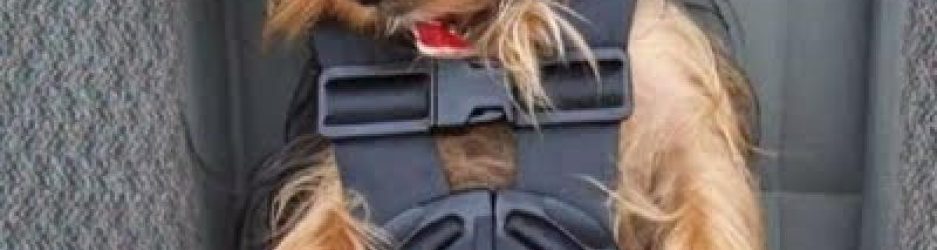 viajar_con_perro_en_el_coche